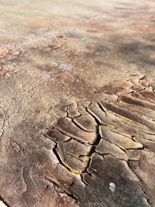 Cracked Earth Texture