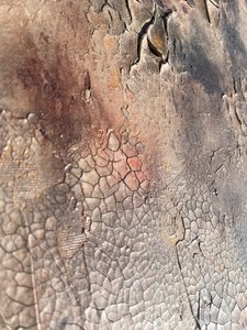 Cracked Earth Texture