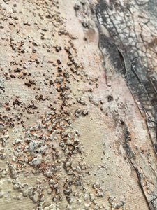 Weathered Organic Textures