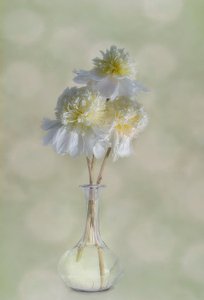 Elegant White Blooms