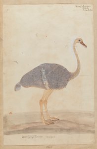 Ostrich by Gangaram Chintaman Tambat