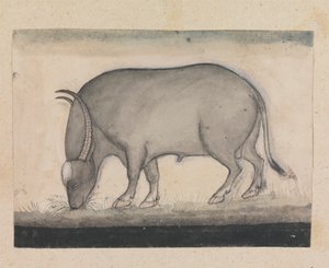 Water Buffalo Grazing by Gangaram Chintaman Tambat