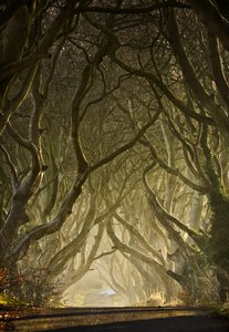 Enchanted Tree Tunnel by Gary McParland