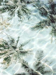 Clear Water Palm Reflections by Gemma Bardot