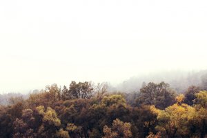 Misty Autumn Forest by Gemma Bardot