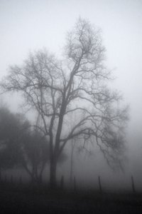 Mysterious Foggy Tree by Gemma Bardot