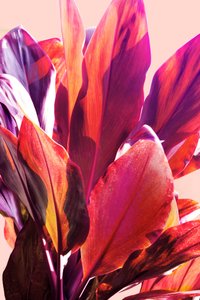 Vibrant Tropical Leaves by Gemma Bardot