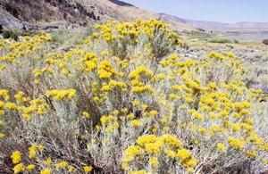 Yellow Desert Bloom by Gemma Bardot