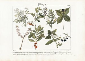 Medicinal and Poisonous Plants