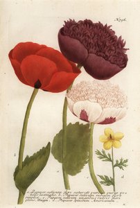 Opium poppy varieties, Papaver somniferum, and Anemone mexicana