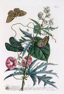 1. Abutilon, 2. Convolvulus, c. 1748 hand coloured engraving by "Georg Dionysius Ehret