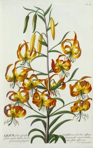 American Turkscap Lily by "Georg Dionysius Ehret