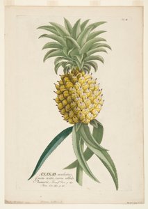 Ananas Sativus, Pineapple, c. 1740-1770 by Georg Dionysius Ehret
