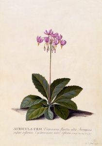 Aricula ursi, Shooting Star by Georg Dionysius Ehret