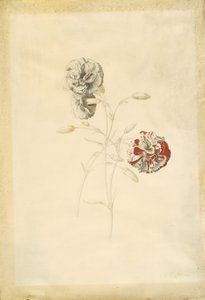 Carnations