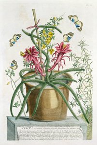 Cereus Minimus by Georg Dionysius Ehret