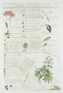 Characters of Flowers, from 