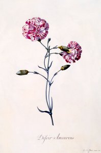 Difor Amourius Carnation by "Georg Dionysius Ehret