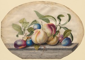 Fruit Arrangement: Peaches and Plums on a Slab of Marble, 1742 by Georg Dionysius Ehret