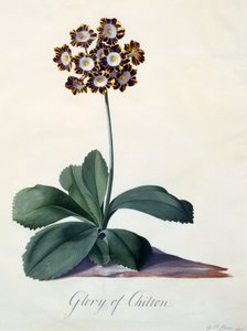 Glory of Chilton (hand coloured engraving)