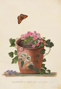 Hepatica Trifolia (Nobilis), 1745 by Georg Dionysius Ehret