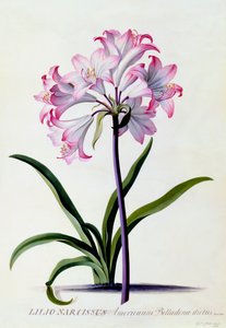 Lilio Narcissus by "Georg Dionysius Ehret