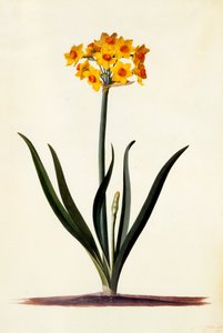 Narcissus, c. 1745 by "Georg Dionysius Ehret