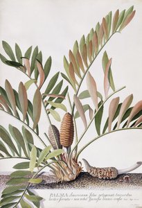 Palma Americana by Georg Dionysius Ehret