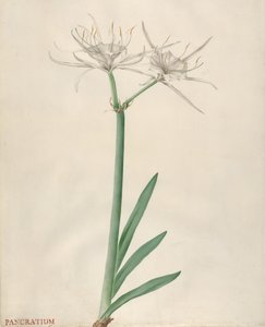 Pancratium by Georg Dionysius Ehret
