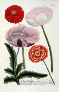 Papaver