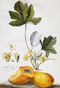 Papaya