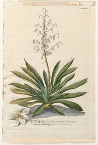 Plantae Selectae: No. 37 - Yucca by Georg Dionysius Ehret