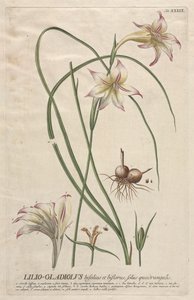 Selected Plants: No. 39 - Lilio-Gladiolus by Georg Dionysius Ehret