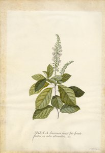 Spiraea