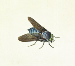 The Horsefly, 18th century by Georg Dionysius Ehret