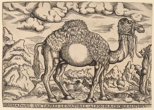 A Dromedary