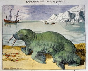 Representation of a Walrus, Polar Animal. Engraving from Atlas by Braun & Hogenberg, 1590 by Georg Braun and Hogenberg Franz