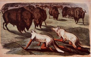 North American Plains Indians creep up on grazing buffalo while wearing wolf skins, c.1840
