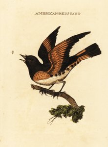 American redstart, Setophaga ruticilla by George (after) Edwards