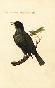 Black-capped bulbul