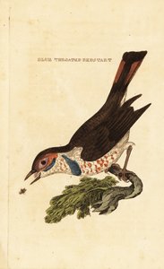 Bluethroat by George (after) Edwards