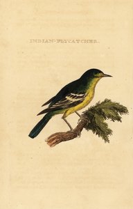 Green-backed flycatcher