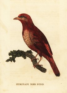 Guianan red cotinga, Phoenicircus carnifex by George (after) Edwards