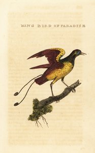 King bird-of-paradise