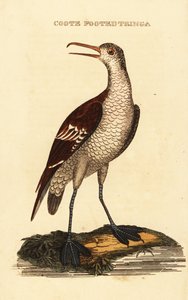 Red-necked Phalarope