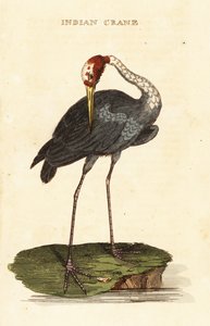 Sarus Crane
