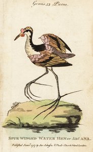 Wattled jacana by George (after) Edwards
