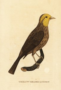 Yellow grosbeak