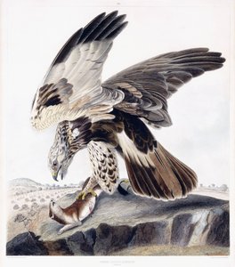 Rough Legged Buzzard (Female) by George (after) Shield