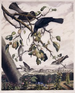 Spotted Fly Catcher (Male and Female), Black Bird (Male and Female) and Spotted Fly Catcher (Young), c.1841